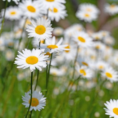 Baharda çiçek açan margueritler, Leucanthemum.