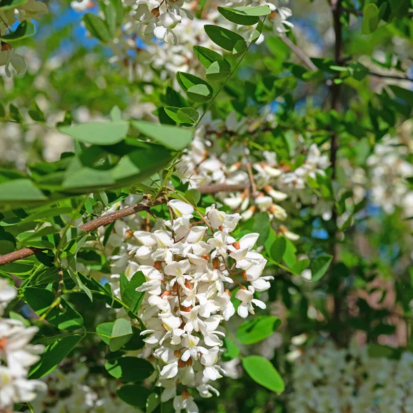 stock image Blooming black locust, Robinia pseudoacacia, in spring