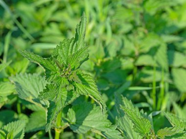 Büyük ısırgan otu, Urtica dioica, baharda