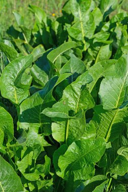 Yabanturpu, Armoracia rusticana, bir çayırda