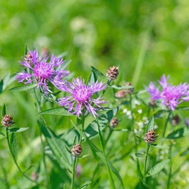 Çiçekli çayır yosunu, Centaurea jacea, çayırda.