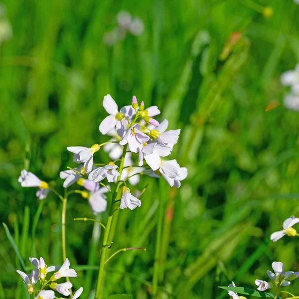 Blomsterängsskum Cardamine Pratensis Våren — Stockfoto