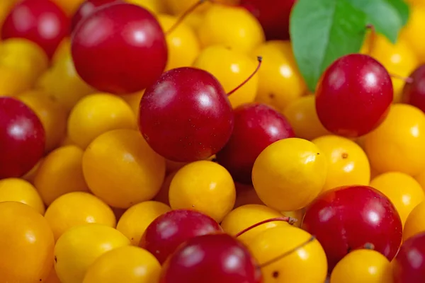 Žluté Červené Třešňové Švestky Prunus Cerasifera — Stock fotografie