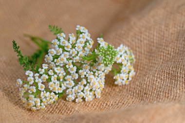 Çiçekli kiriş, Achillea, jute 'de