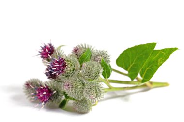 Burdocks, Arctium, beyaz arka plana karşı