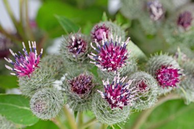 Çiçekli çarşaflar, arktiyum, yakın plan.