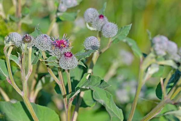 Burdock çiçekleri ve tomurcukları, Arctium