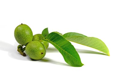 Yeşil ceviz, Juglans rejimi, beyaz arka plana karşı