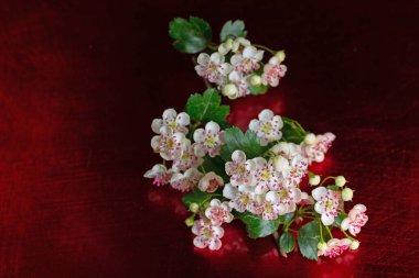 Çiçekli Hawthorn, Crataegus, yakın planda.