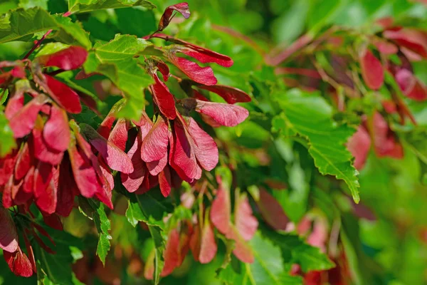 Akçaağaç meyveleri, Acer, yazın başında.