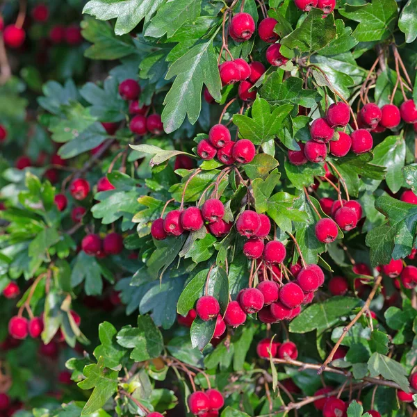 Hawthorn, Crataegus, çalılıklarda olgun meyveler