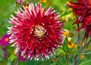 Kırmızı yıldız çiçeği yakın planda.