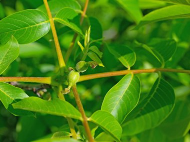 Baharda ceviz ağacından dişi çiçekler