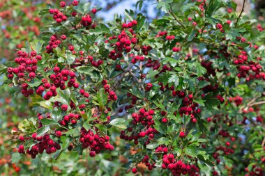 Hawthorn, Crataegus, çalılıklarda olgun meyveler