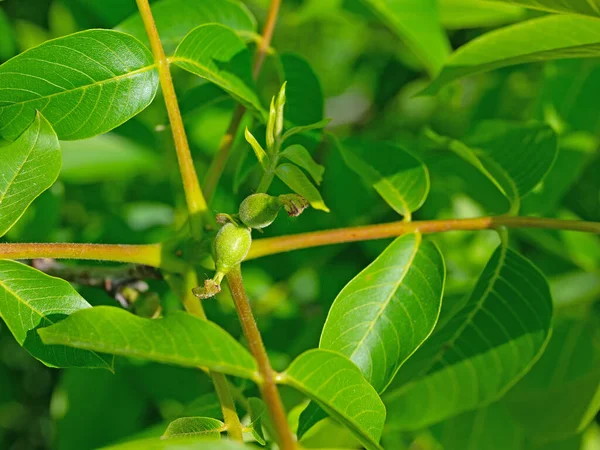Baharda ceviz ağacından dişi çiçekler