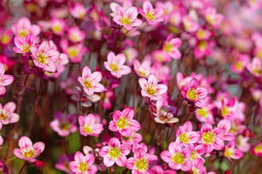 Çiçekli Yosunlu Saxifrage yakın planda