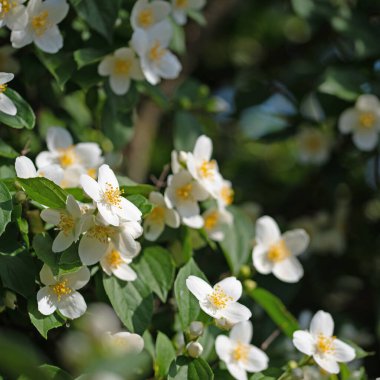 Çiçek açan Avrupa boru çalısı, β delphus coronarius