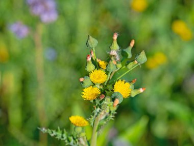 Çiçekli tarla Goose devedikeni, Sonchus arvensis