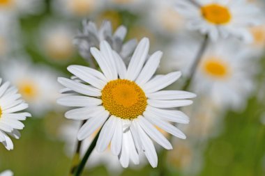 Baharda çiçek açan margueritler, Leucanthemum.