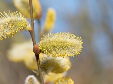 Çiçekli söğüt, Salix, baharda