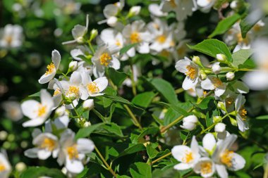 Çiçek açan Avrupa boru çalısı, β delphus coronarius