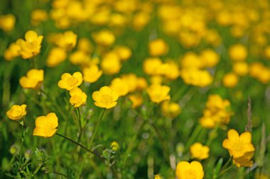 Düğünçiçeği, Ranunculus akrisi, baharda.