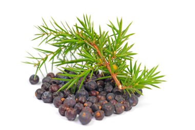 Beyaz arka planda kurumuş ardıç meyveleri