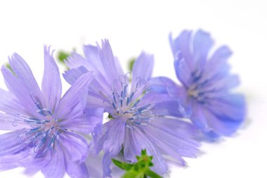 Kurumuş hindiba, Cichorium intybus, beyaz arkaplan önünde