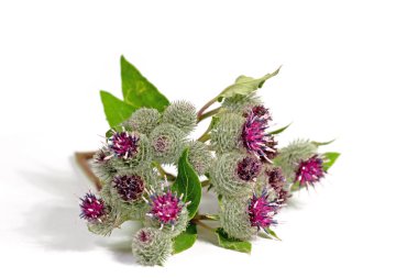 Burdocks, Arctium, beyaz arka plana karşı