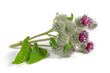 Burdocks, Arctium, beyaz arka plana karşı