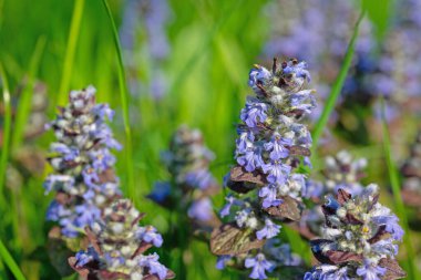 Kırmızı yapraklı Bugle, Ajuga sürüngenleri, yakın plan.