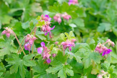 Baharda çiçek açan Cambridge turna tasarısı