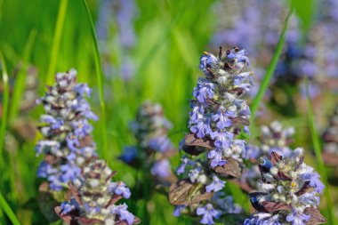 Kırmızı yapraklı Bugle, Ajuga sürüngenleri, yakın plan.