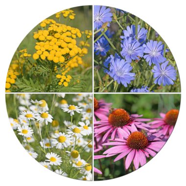 Various medicinal plants in a collage clipart