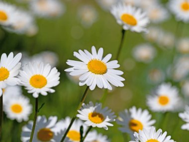 Baharda çiçek açan margueritler, Leucanthemum.