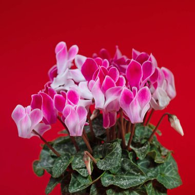 Cyclamen, Cyclamen persicum, kırmızı arka planda