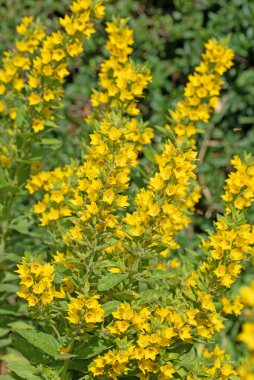 Çiçekli sarı kurtçuk, Lysimachia punctata