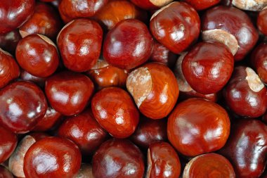 At kestanesi, Aesculus hipocastanum, yakın plan.