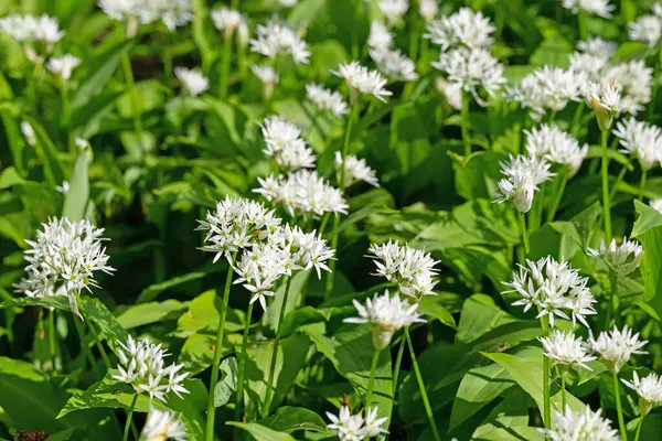 Vahşi sarımsak ormanda çiçek açıyor.