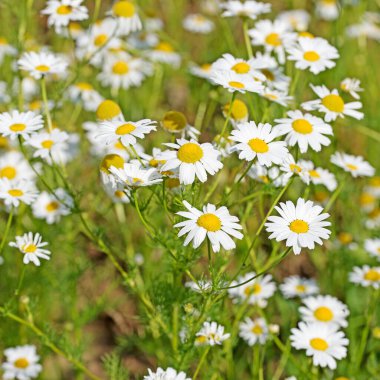 Kokusuz papatya çayı, Tripleurospermum inodorum, kolza tohumu tarlasında