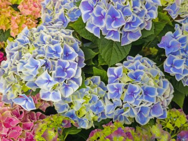 Ortancalar, ortancalar, yakın planda.