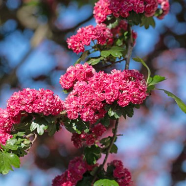 Baharda çiçek açan şahin dikeni, Crataegus laevigata
