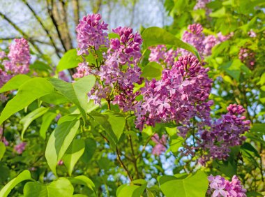 Pembe çiçek açan leylak yakın plan.