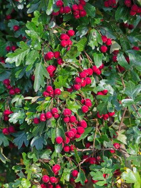 Hawthorn, Crataegus, çalılıklarda olgun meyveler