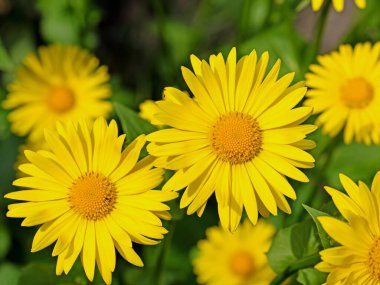Çiçekli balsam, Doronicum, baharda