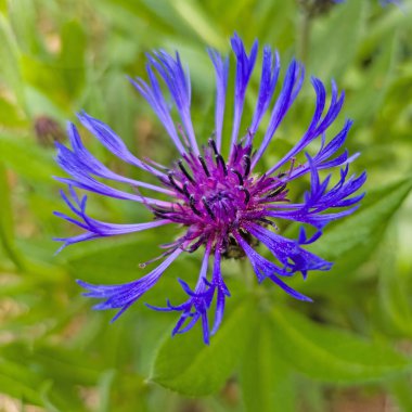 Çiçekli dağ yosunu, Cyanus montanus,