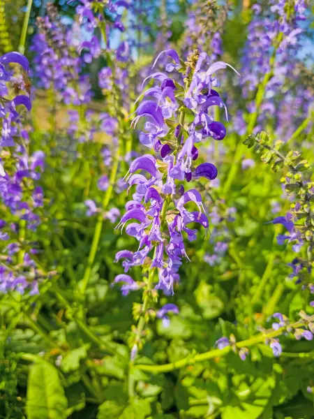 stock image Blooming meadow sage in a close-up
