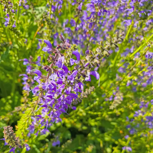stock image Blooming meadow sage in a close-up