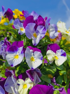 Renkli boynuzlu menekşeler yakın planda