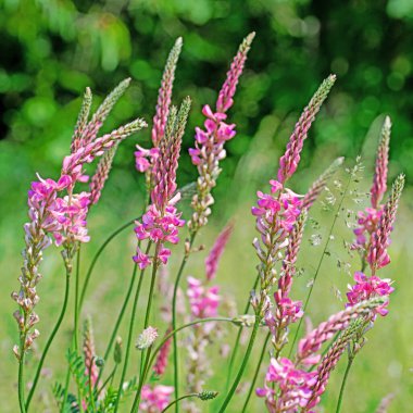 Flowering sainfoin in a close-up clipart